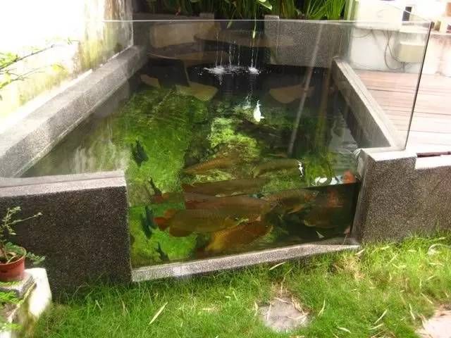 養(yǎng)龍魚要多大的缸最好呢：養(yǎng)龍魚最佳魚缸尺寸