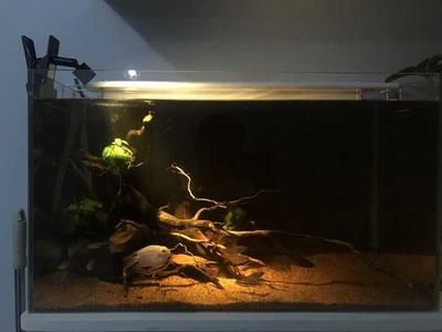 魚缸欖仁葉：欖仁葉在魚缸中的使用