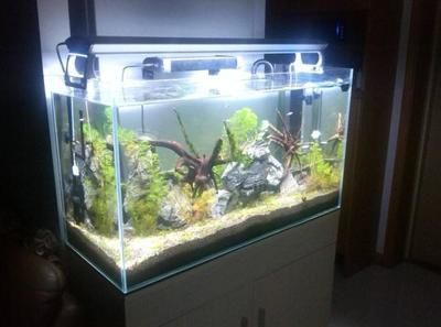 魚缸欖仁葉：欖仁葉在魚缸中的使用