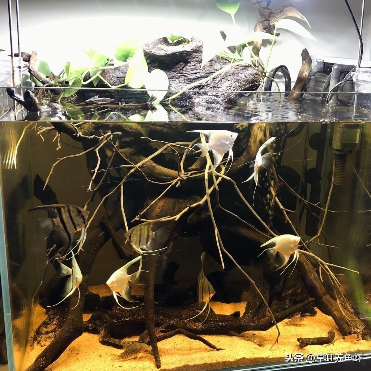 魚缸欖仁葉：欖仁葉在魚缸中的使用