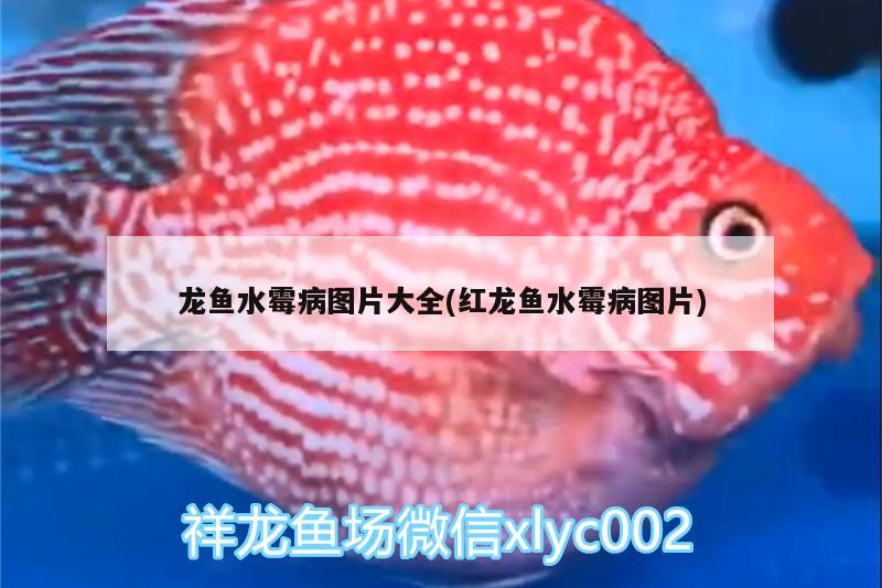 龍魚水霉病圖片大全(紅龍魚水霉病圖片)