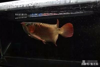 龍魚(yú)多久長(zhǎng)大成型正常：龍魚(yú)的生長(zhǎng)速度和時(shí)間受到多種因素影響，龍魚(yú)多久長(zhǎng)大成型正常