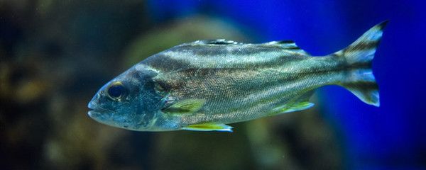 魚缸增氧泵為什么不冒泡，如何正確安裝魚缸增氧泵增氧泵增氧泵維護(hù)保養(yǎng)技巧 魚缸增氧泵為什么不冒泡，如何正確安裝魚缸增氧泵增氧泵增氧泵維護(hù)保養(yǎng)技巧 魚缸百科 第4張