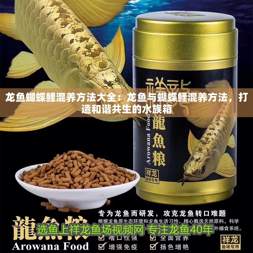 龍魚蝴蝶鯉混養方法大全：龍魚與蝴蝶鯉混養方法，打造和諧共生的水族箱