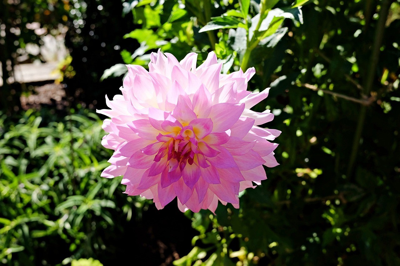 <strong><mark>和平</mark></strong>縣彭寨順景花卉店