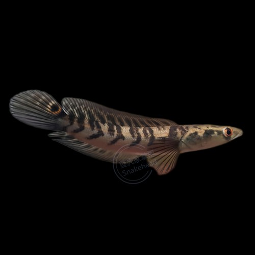 印尼紅魔神雷龍魚幼魚 印尼紅魔神雷龍魚幼魚 龍魚百科 第10張