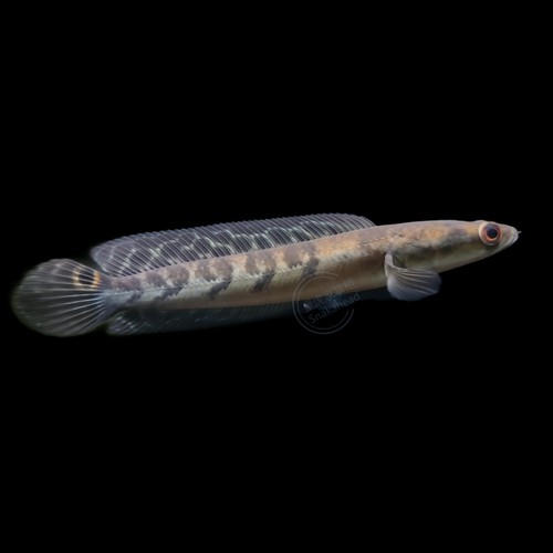 印尼紅魔神雷龍魚幼魚 印尼紅魔神雷龍魚幼魚 龍魚百科 第8張