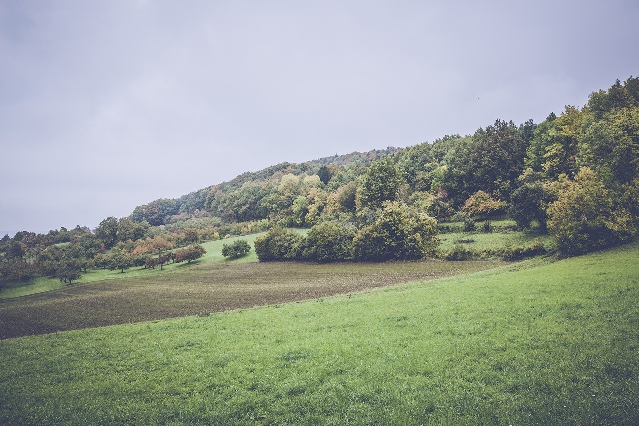 雙鴨山市紅興隆雙鴨山農場騷客觀賞魚網店