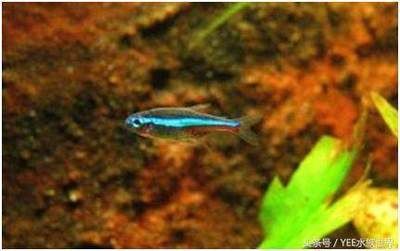 魚缸品牌哪個好？求推薦：如何選擇魚缸品牌