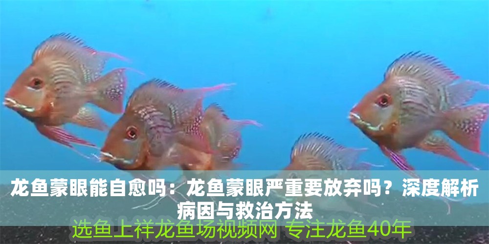 龍魚蒙眼能自愈嗎：龍魚蒙眼嚴重要放棄嗎？深度解析病因與救治方法