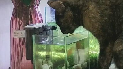 瑪麗魚缸打架：瑪麗魚打架原因分析