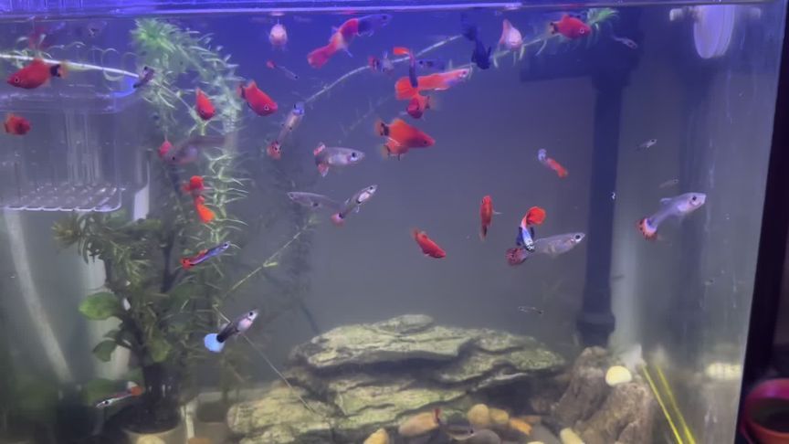 瑪麗魚缸打架：瑪麗魚打架原因分析