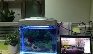 瑪麗魚缸打架：瑪麗魚打架原因分析