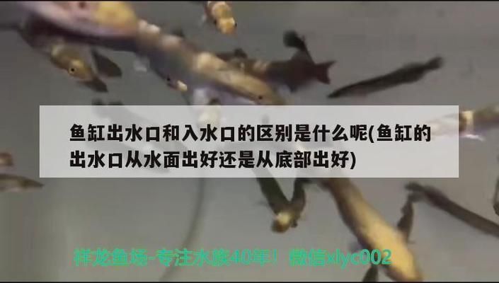 魚缸出水方式效果對(duì)比：底排式魚缸出水方式對(duì)比不同魚缸出水效果不如底排式
