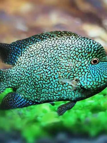 德州豹魚可以和龍魚混養嗎圖片
