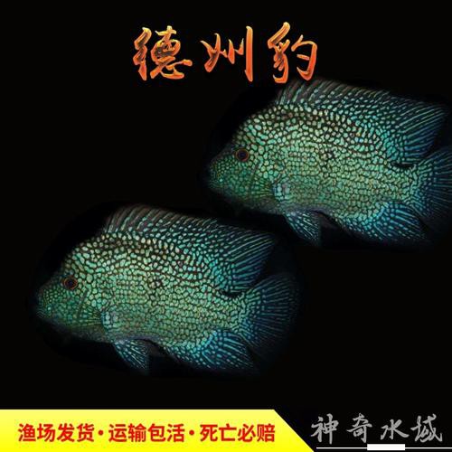 德州豹魚可以和龍魚混養嗎圖片