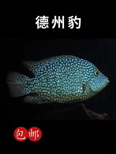 德州豹魚可以和龍魚混養嗎圖片