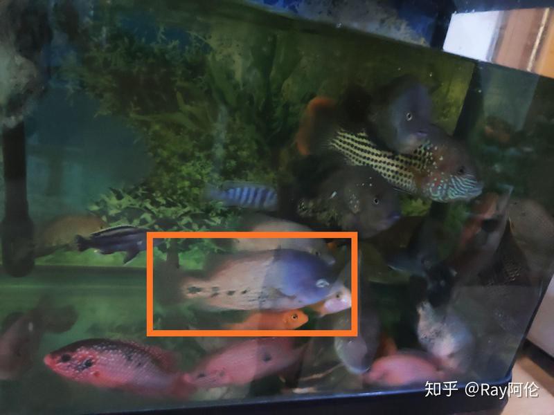 德州豹魚可以和龍魚混養嗎圖片