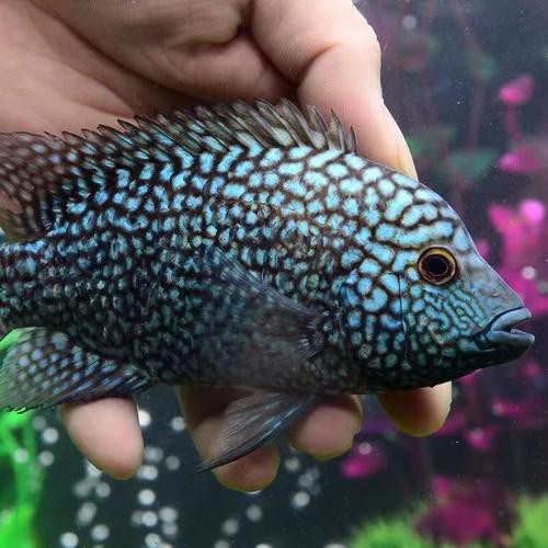 德州豹魚可以和龍魚混養嗎圖片