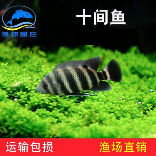 德州豹魚可以和龍魚混養嗎圖片