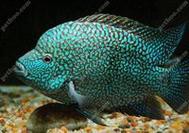 德州豹魚可以和龍魚混養嗎圖片