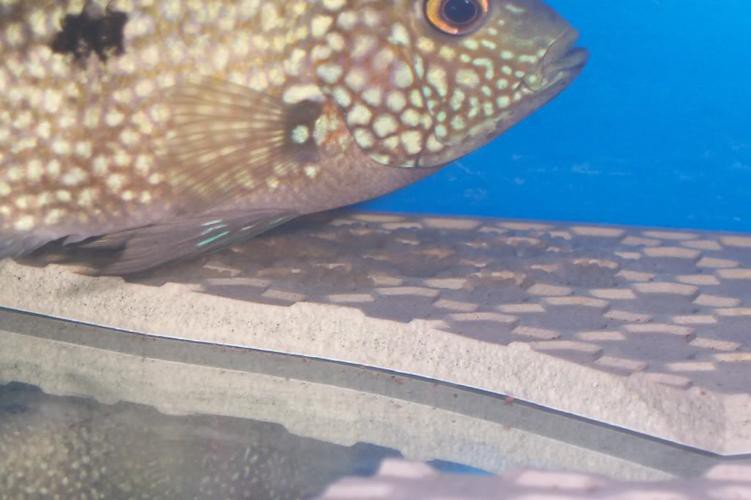 德州豹魚可以和龍魚混養嗎圖片