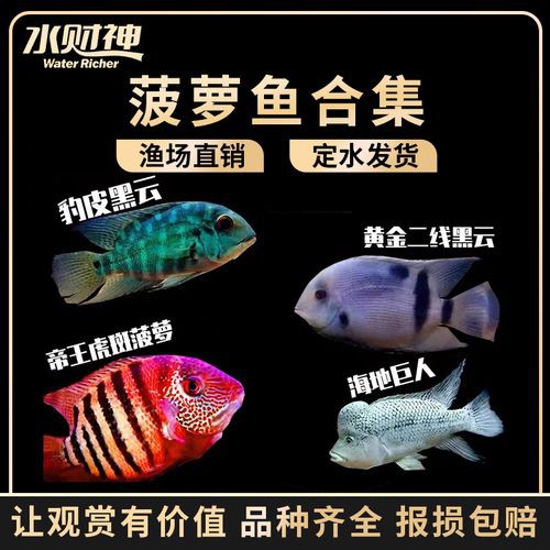 德州豹魚可以和龍魚混養嗎圖片