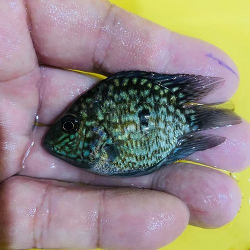 德州豹魚可以和龍魚混養嗎圖片