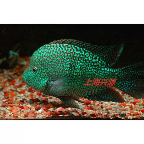 德州豹魚可以和龍魚混養嗎圖片