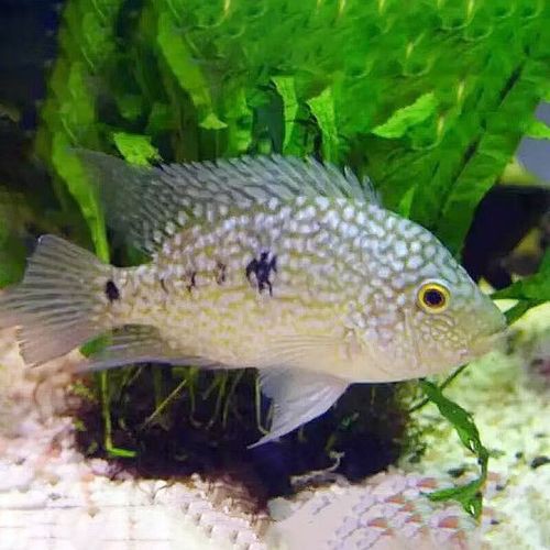 德州豹魚可以和龍魚混養嗎圖片