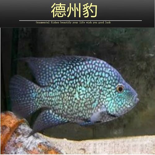 德州豹魚可以和龍魚混養嗎圖片