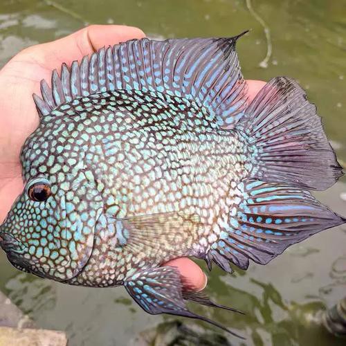 德州豹魚可以和龍魚混養嗎圖片