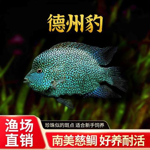 德州豹魚可以和龍魚混養嗎圖片