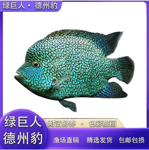 德州豹魚可以和龍魚混養嗎圖片