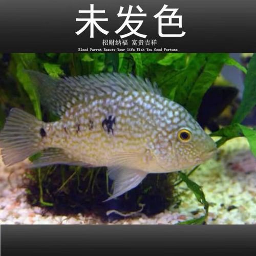 德州豹魚可以和龍魚混養嗎圖片