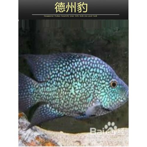 德州豹魚可以和龍魚混養嗎圖片