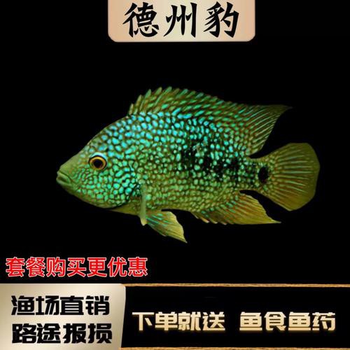德州豹魚可以和龍魚混養嗎圖片