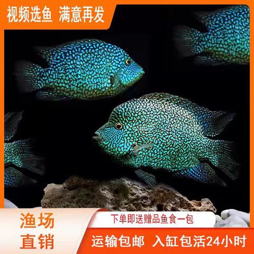 德州豹魚可以和龍魚混養嗎圖片