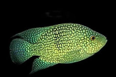 德州豹魚可以和龍魚混養嗎圖片