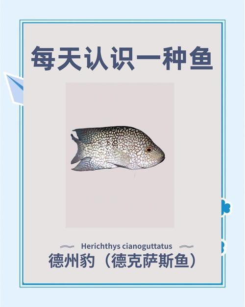 德州豹魚可以和龍魚混養嗎圖片