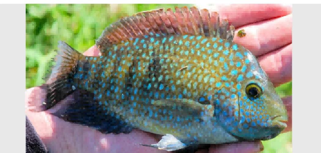 德州豹魚可以和龍魚混養嗎圖片