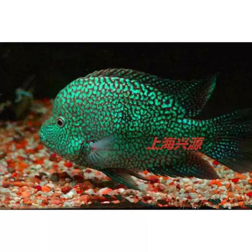 德州豹魚可以和龍魚混養嗎圖片