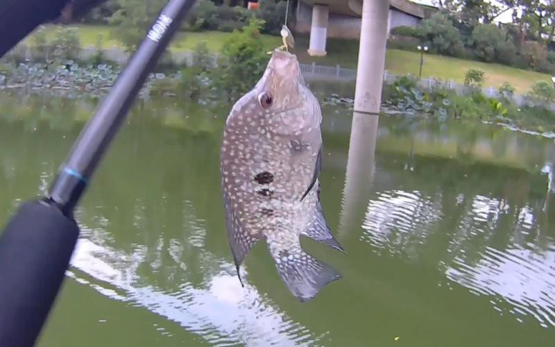 德州豹魚可以和龍魚混養嗎圖片