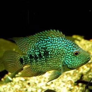 德州豹魚可以和龍魚混養嗎圖片