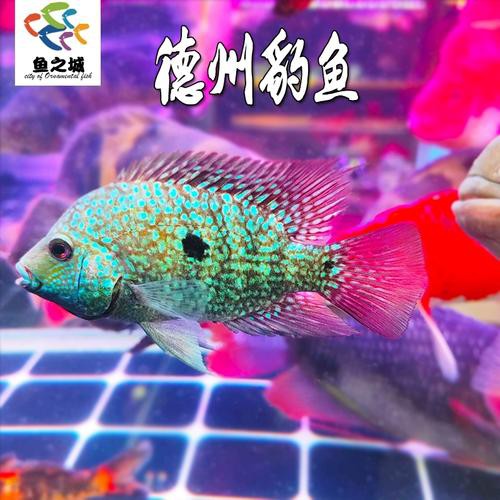 德州豹魚可以和龍魚混養嗎圖片