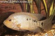 德州豹魚可以和龍魚混養嗎圖片