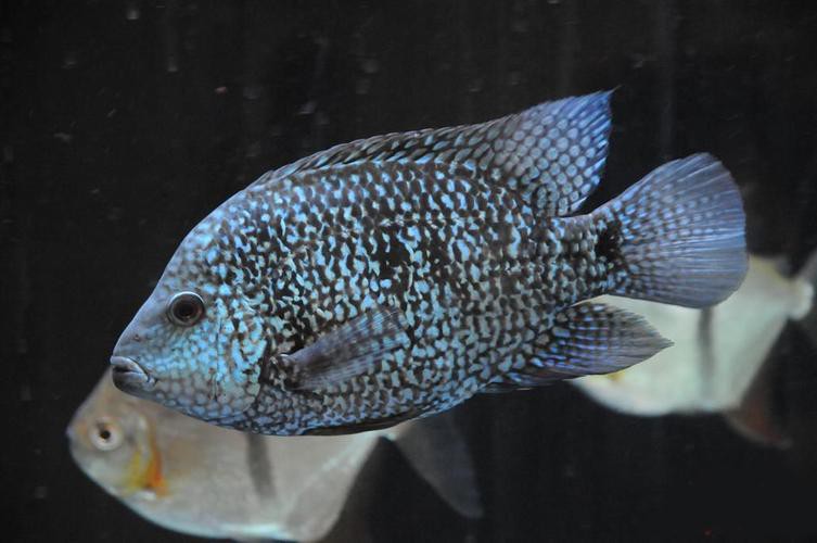 德州豹魚可以和龍魚混養嗎圖片