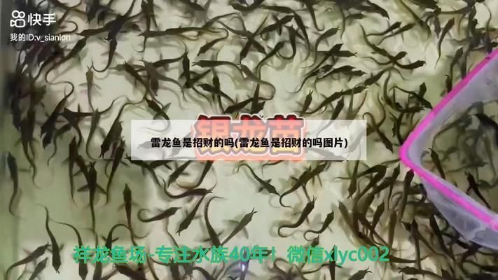 七星雷龍魚是風水魚嗎，七星雷龍魚與風水的關系