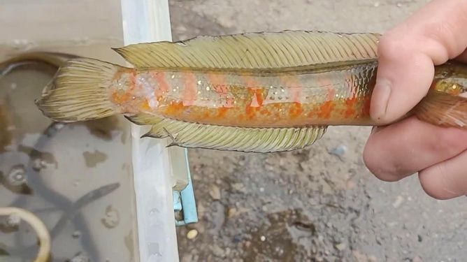 七星雷龍魚是風水魚嗎，七星雷龍魚與風水的關系