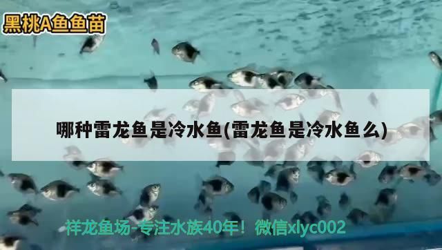 七星雷龍魚是風水魚嗎，七星雷龍魚與風水的關系